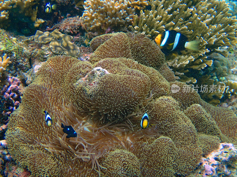 橙色小丑鱼(Amphiprion clarkii)在他们的海葵中